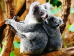 Urocze dziecko Koala Endure